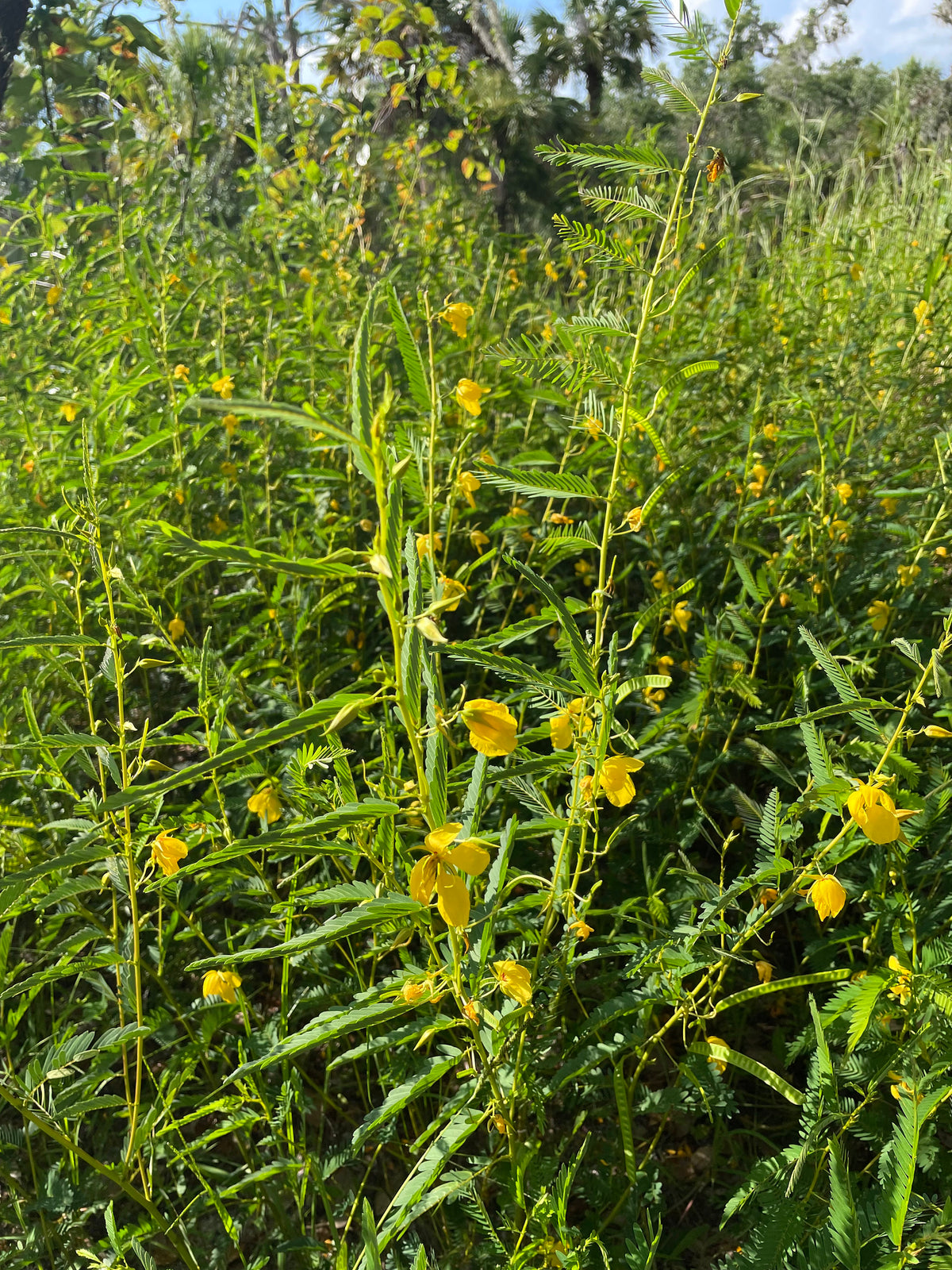 50 Partridge Pea Seeds, US Native Wildflower, Chamaecrista Fasciculata, Cassia Fasciculata CA6150