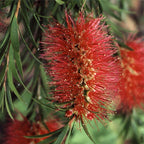 200 Red Bottlebrush Seeds, Callistemon Rigidus CN902C