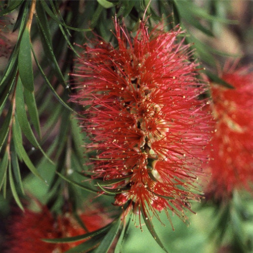 200 Red Bottlebrush Seeds, Callistemon Rigidus CN902C