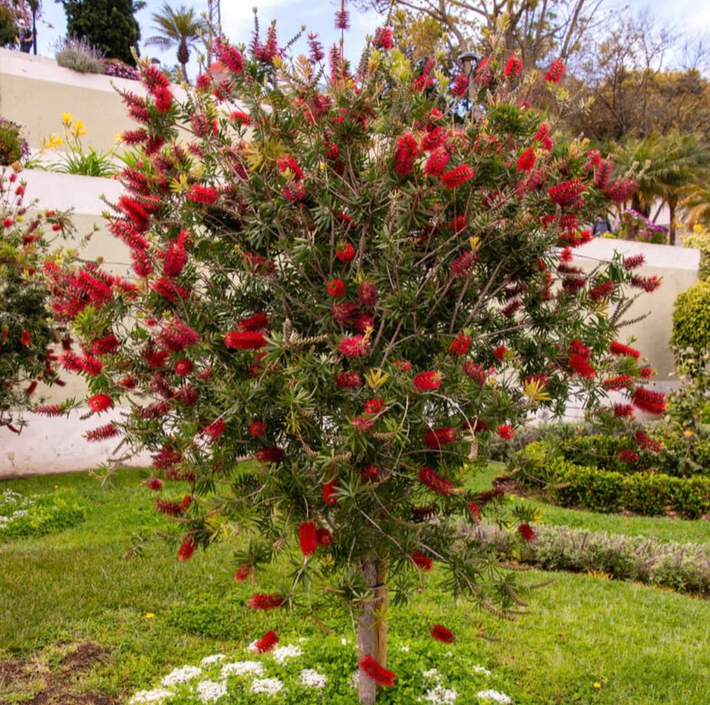 200 Red Bottlebrush Seeds, Callistemon Rigidus CN902C