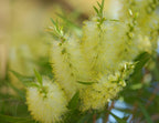 200 Yellow Weeping Bottlebrush Seeds, Callistemon Salignus CN912C