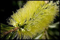 200 Yellow Weeping Bottlebrush Seeds, Callistemon Salignus CN912C