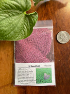 25,000 True Micro Clover Eco Friendly Lawn Replacement Seeds, Trifolium Repens var. Pirouette, Ground Cover TR0325M