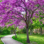 Western Redbud, California Red Bud Tree Seeds, Bonsai, Cercis Occidentalis CE8120R