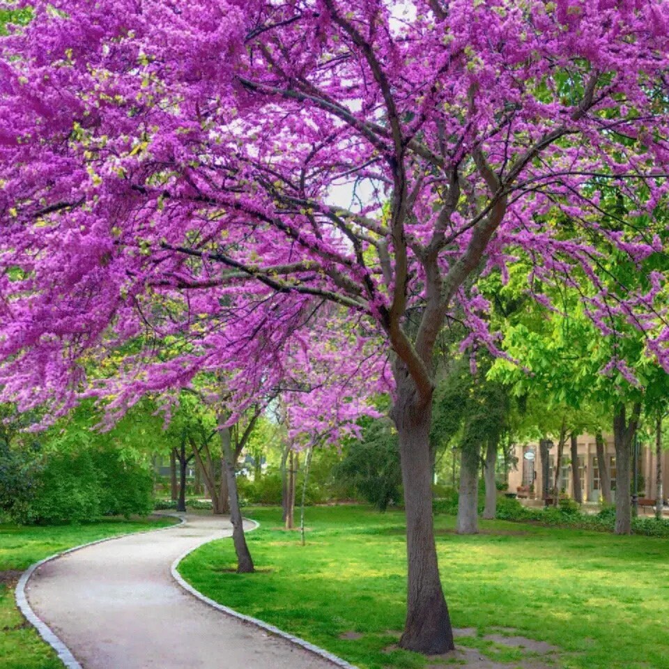 Western Redbud, California Red Bud Tree Seeds, Bonsai, Cercis Occidentalis CE8120R