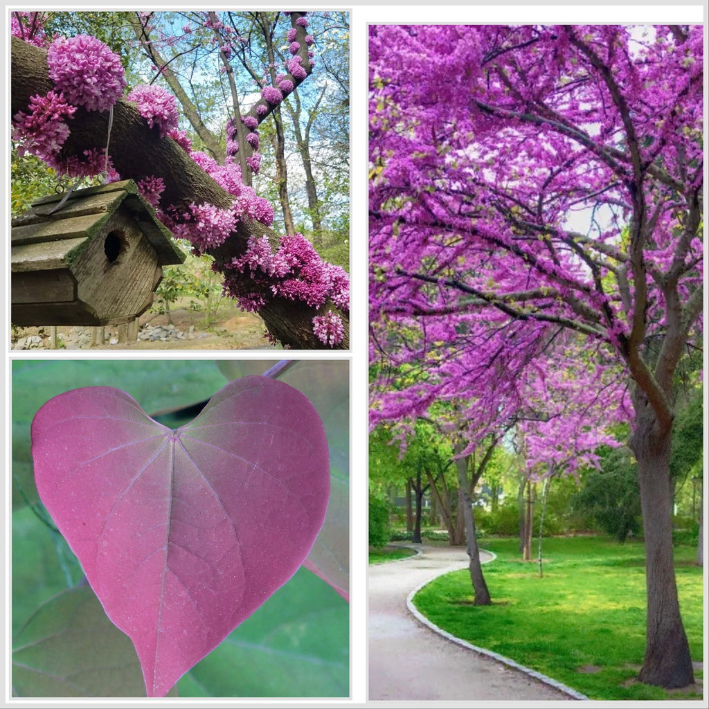 Western Redbud, California Red Bud Tree Seeds, Bonsai, Cercis Occidentalis CE8120R