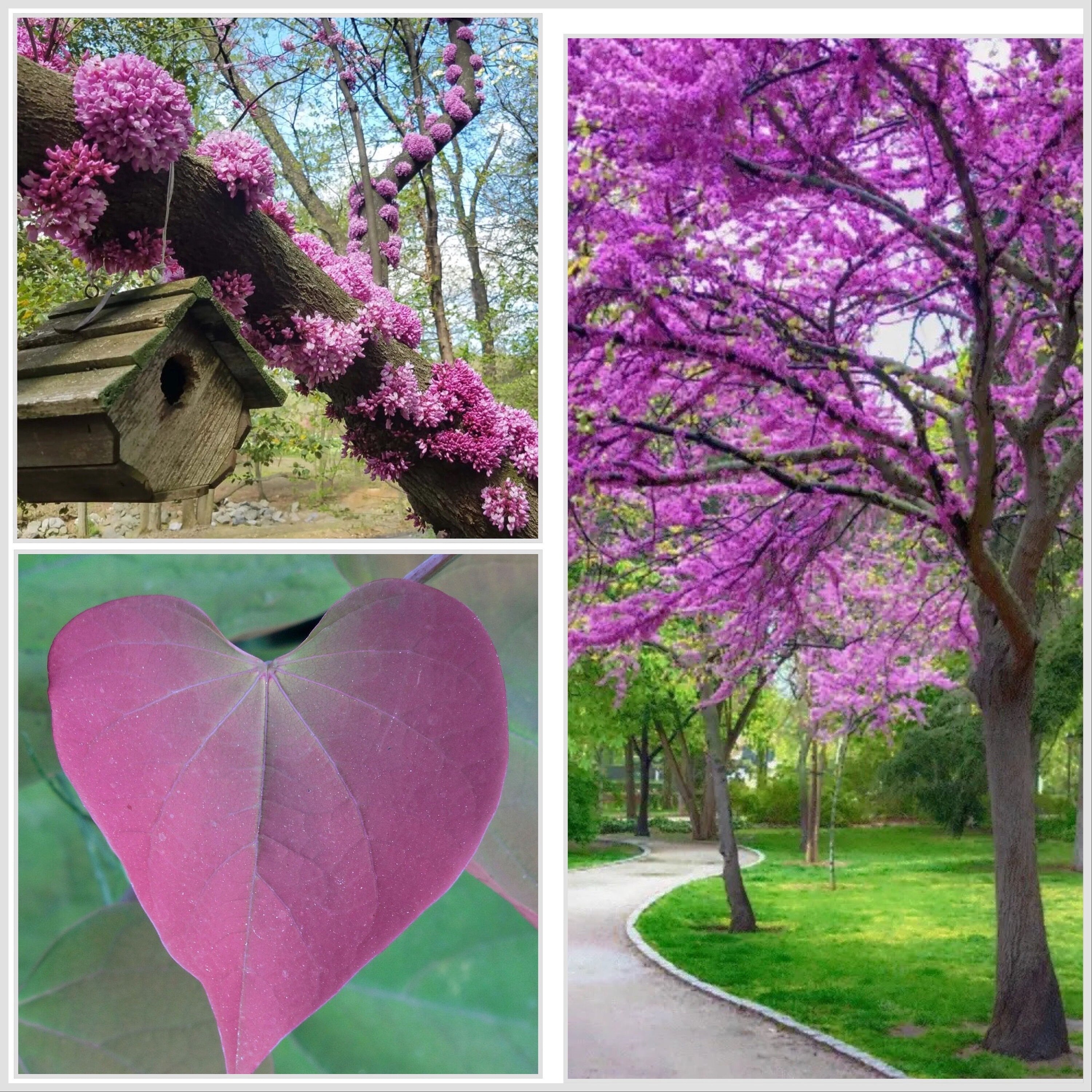 Western Redbud, California Red Bud Tree Seeds, Bonsai, Cercis Occidentalis CE8120R