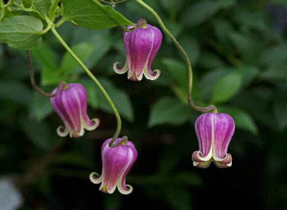 NEW! Scarlet Clematis Seeds, Leather Flower, SW Native, Clematis Texensis CT2410