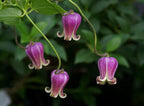 NEW! Scarlet Clematis Seeds, Leather Flower, SW Native, Clematis Texensis CT2410