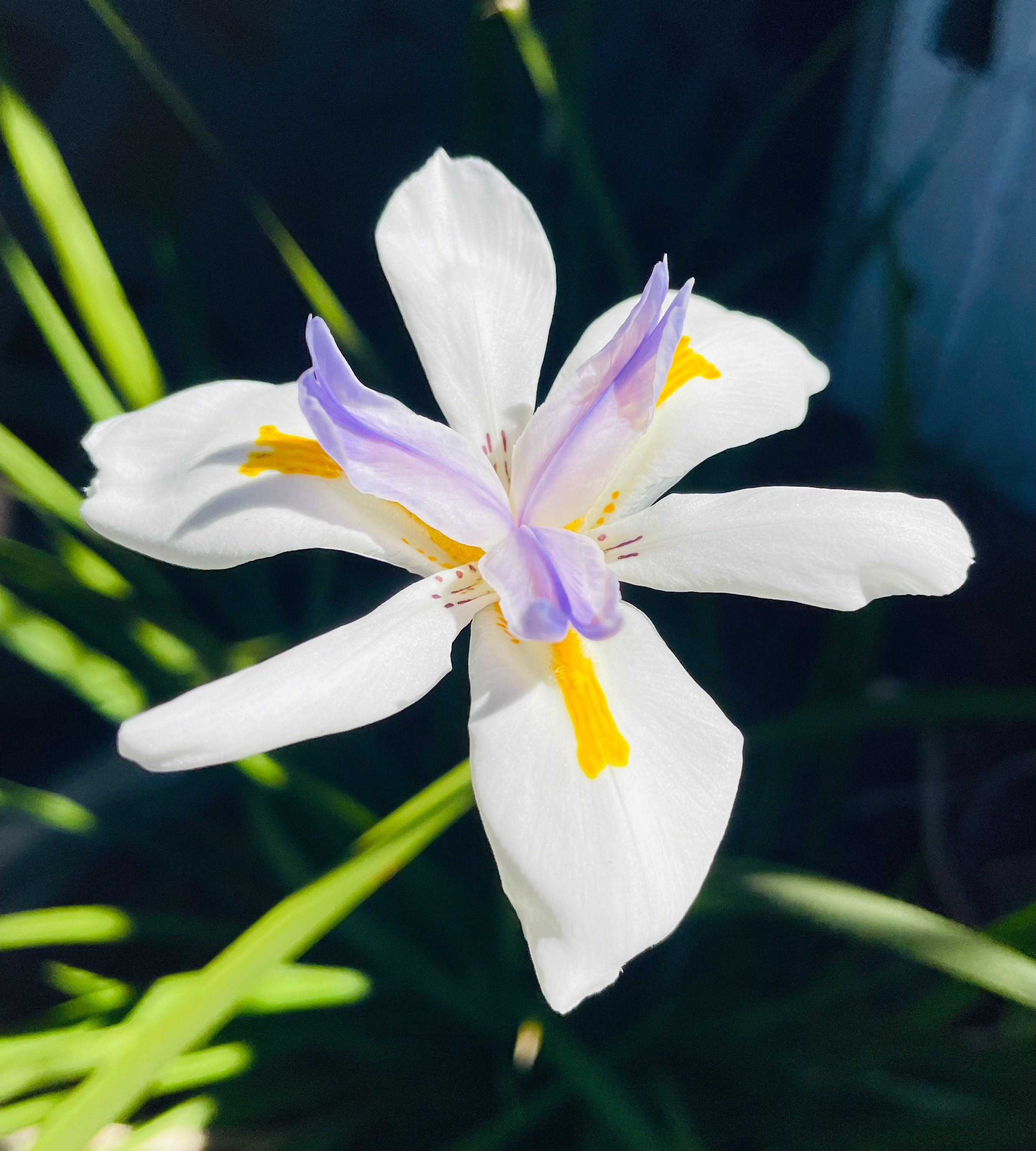 NEW! Fortnight Lily Seeds, African Iris, Dioetes Iridiodes DI6010