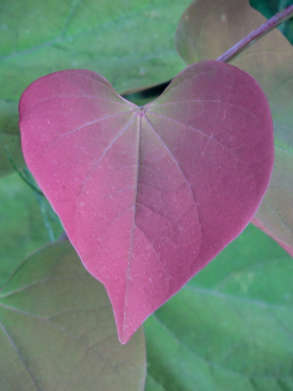 Western Redbud, California Red Bud Tree Seeds, Bonsai, Cercis Occidentalis CE8120R