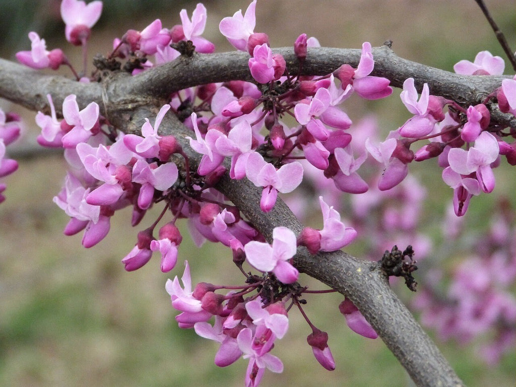 Eastern Redbud Tree Seeds, Bonsai, Cercis Canadensis CE8220R