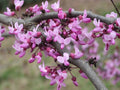 Eastern Redbud Tree Seeds, Bonsai, Cercis Canadensis CE8220R