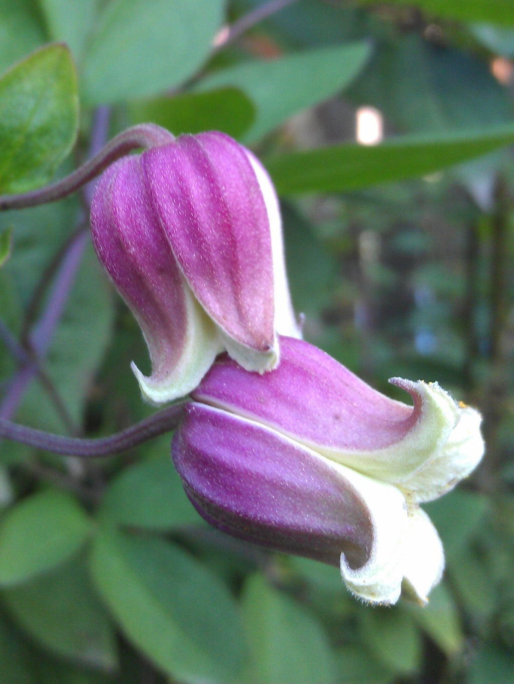 NEW! Scarlet Clematis Seeds, Leather Flower, SW Native, Clematis Texensis CT2410