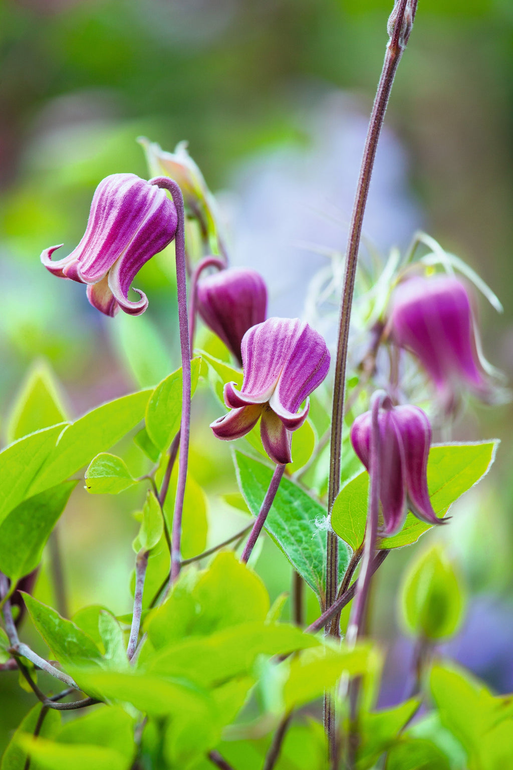 NEW! Scarlet Clematis Seeds, Leather Flower, SW Native, Clematis Texensis CT2410