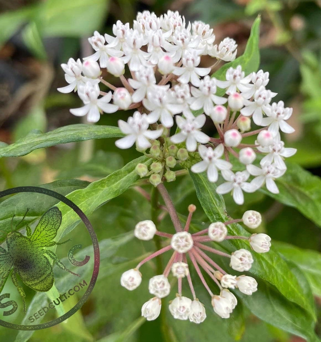 White Swamp Milkweed, Asclepias Perennis MW0925