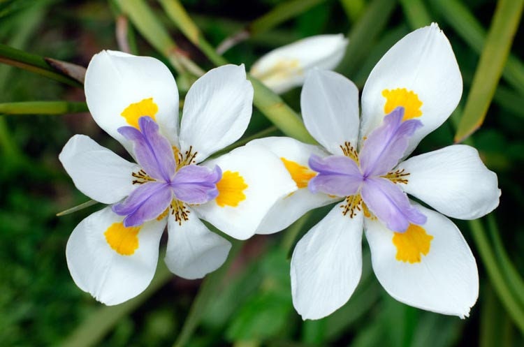 NEW! Fortnight Lily Seeds, African Iris, Dioetes Iridiodes DI6010
