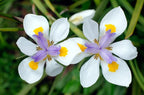 NEW! Fortnight Lily Seeds, African Iris, Dioetes Iridiodes DI6010