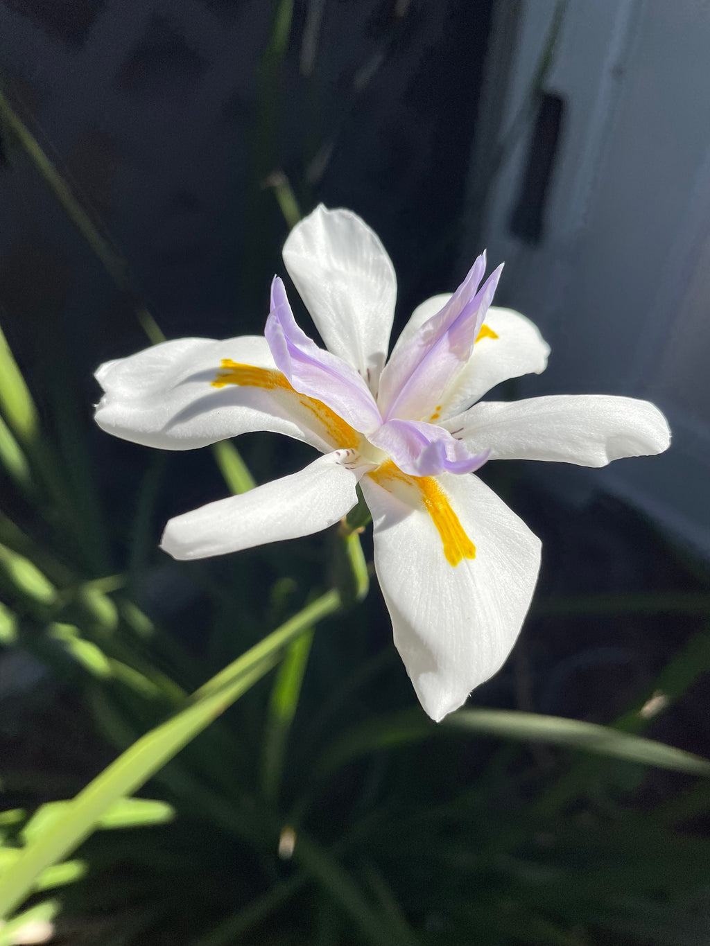 NEW! Fortnight Lily Seeds, African Iris, Dioetes Iridiodes DI6010