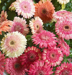 5 Cartwheel Strawberry Twist Gerbera Daisy Seeds, Gerbera Jamesonii GE0205