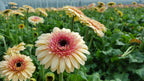 5 Cartwheel Strawberry Twist Gerbera Daisy Seeds, Gerbera Jamesonii GE0205