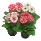 5 Berries and Cream Sundayz Dark Eye Gerbera Daisy Seeds, Gerbera Jamesonii GE0305