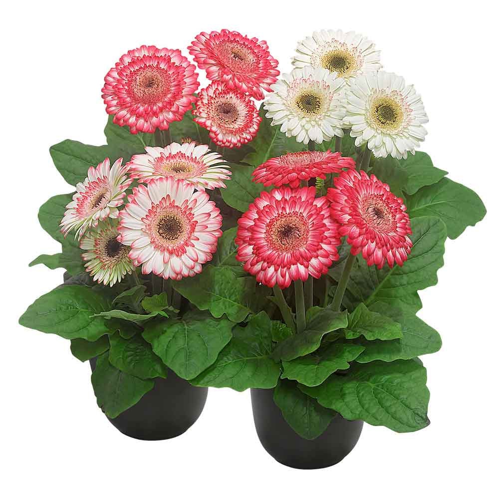 5 Berries and Cream Sundayz Dark Eye Gerbera Daisy Seeds, Gerbera Jamesonii GE0305