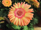 5 Cartwheel Strawberry Twist Gerbera Daisy Seeds, Gerbera Jamesonii GE0205