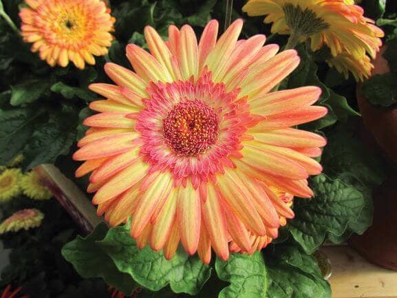5 Cartwheel Strawberry Twist Gerbera Daisy Seeds, Gerbera Jamesonii GE0205