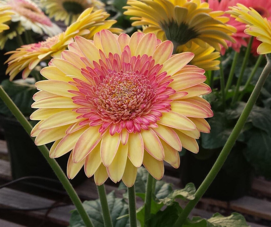 5 Cartwheel Strawberry Twist Gerbera Daisy Seeds, Gerbera Jamesonii GE0205
