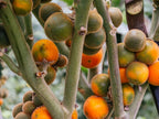 Naranjilla Seeds, Bed of Nails, Lulo, Solanum Quitoense QU0110