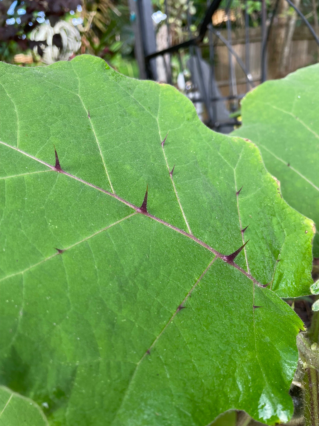 Naranjilla Seeds, Bed of Nails, Lulo, Solanum Quitoense QU0110