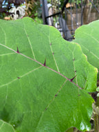 Naranjilla Seeds, Bed of Nails, Lulo, Solanum Quitoense QU0110