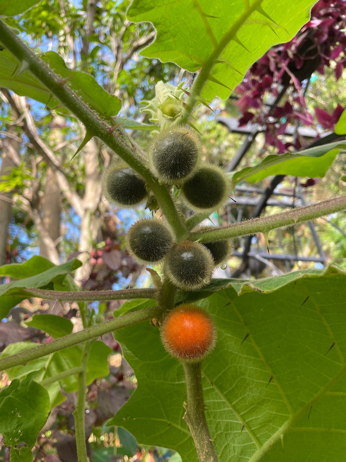 Naranjilla Seeds, Bed of Nails, Lulo, Solanum Quitoense QU0110