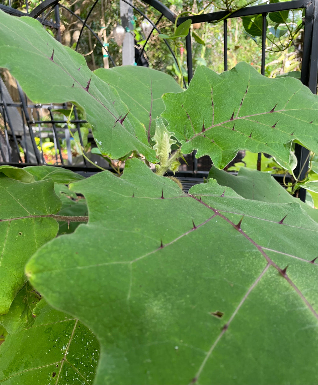 Naranjilla Seeds, Bed of Nails, Lulo, Solanum Quitoense QU0110