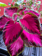 Kong Rose Coleus Seeds, Indoor Shade Plant CC0510P