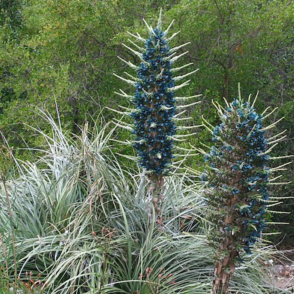 Sapphire Tower Seeds, Bromeliad Puya Alpestris, PU0110