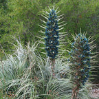 Sapphire Tower Seeds, Bromeliad Puya Alpestris, PU0110