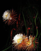 NIGHT BLOOMING CEREUS
