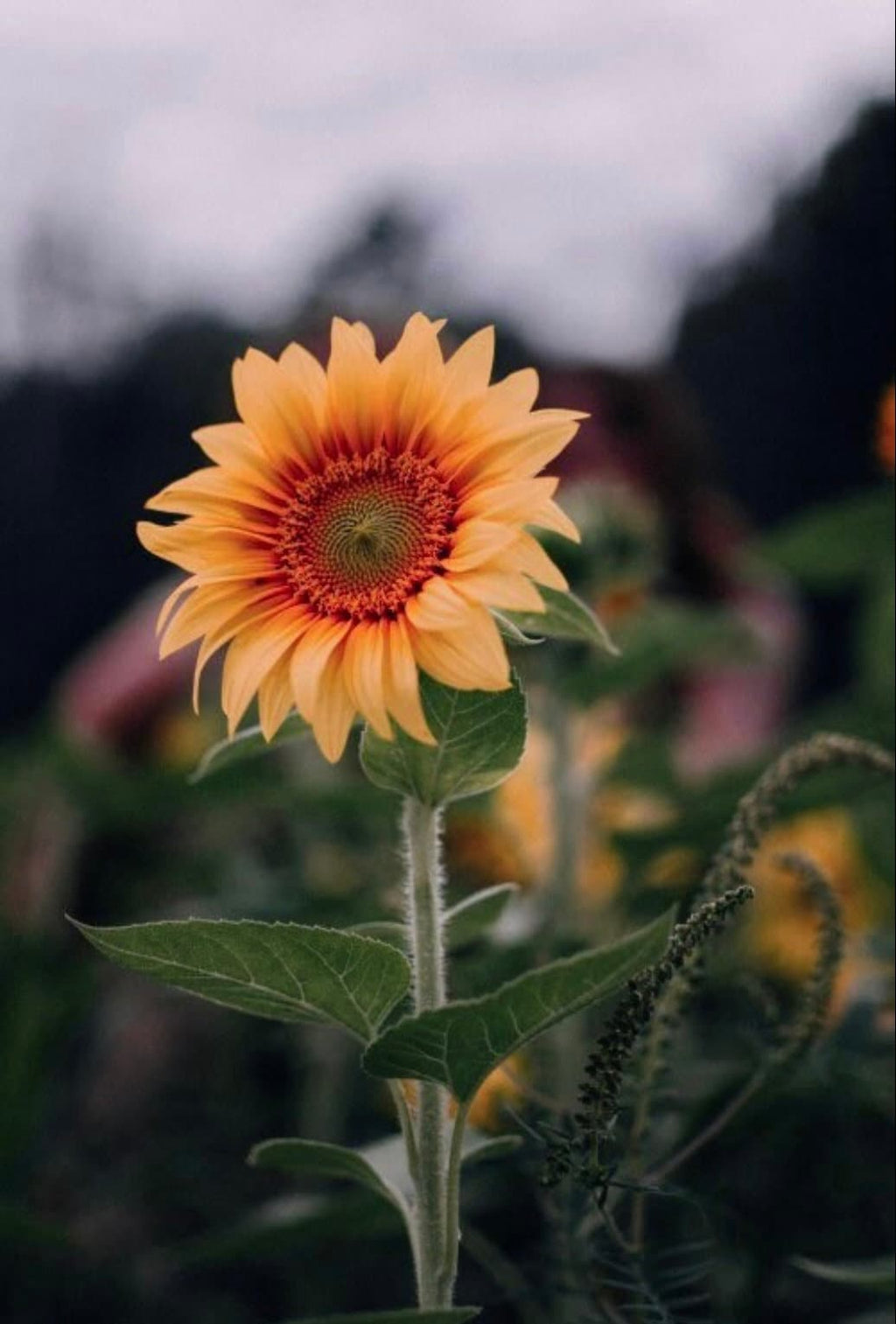 Peach Passion Sunflower Seeds, Helianthus Annuum HA2220