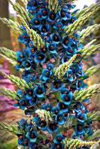 Sapphire Tower Seeds, Bromeliad Puya Alpestris, PU0110