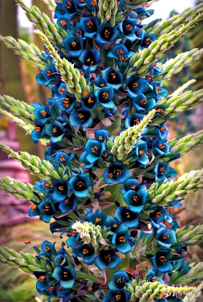 Sapphire Tower Seeds, Bromeliad Puya Alpestris, PU0110