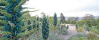 Sapphire Tower Seeds, Bromeliad Puya Alpestris, PU0110