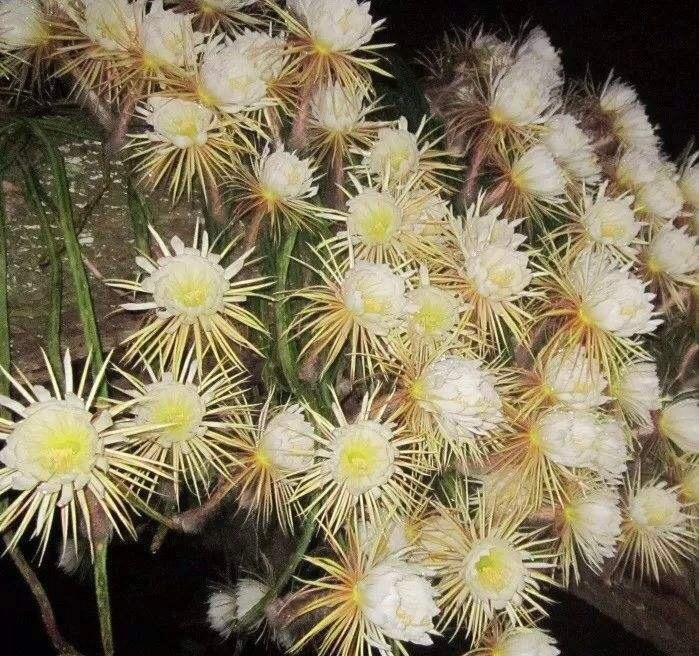 NIGHT BLOOMING CEREUS