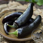 Count Dracula Pepper Seeds, Black Gothic Fang Hot Peppers, Capsicum Annuum, CH2110