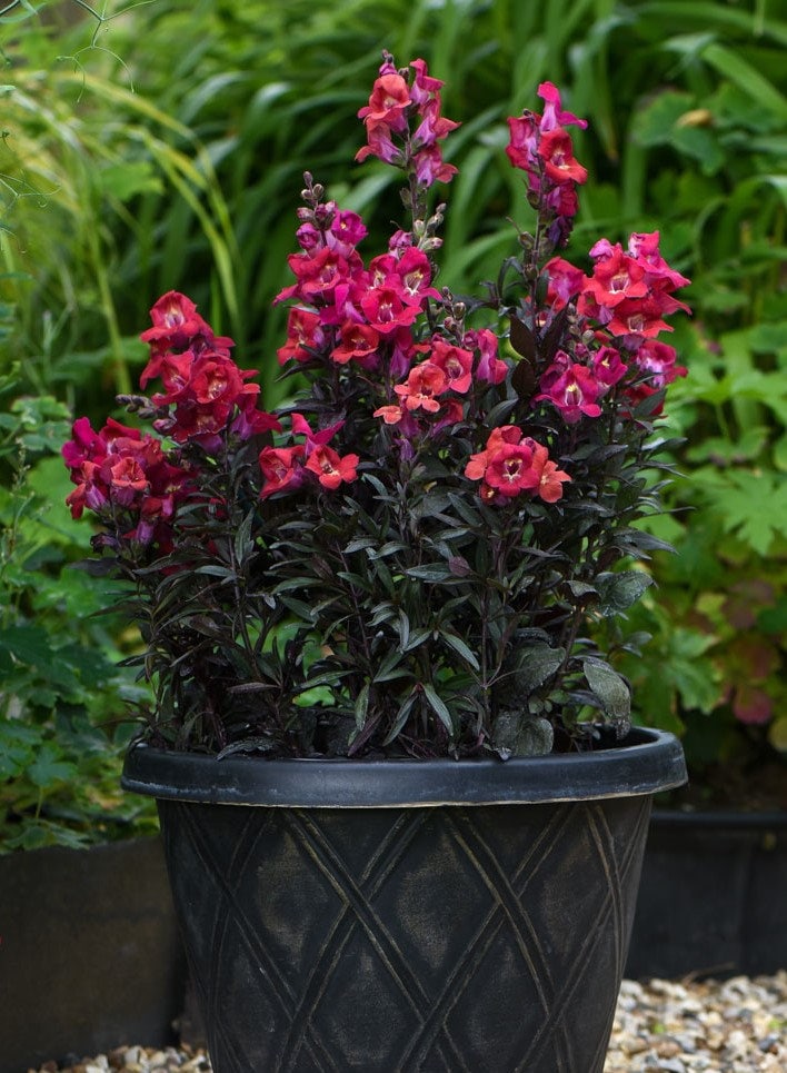 Mini Cherry Cola Snapdragon Seeds, Black Foliage, Gothic Garden, Antirrhinum AN5225