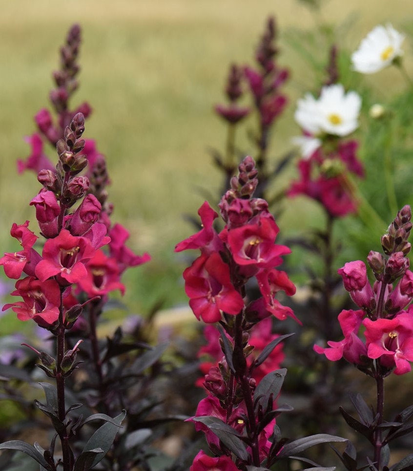 Mini Cherry Cola Snapdragon Seeds, Black Foliage, Gothic Garden, Antirrhinum AN5225