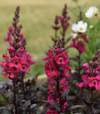 Mini Cherry Cola Snapdragon Seeds, Black Foliage, Gothic Garden, Antirrhinum AN5225