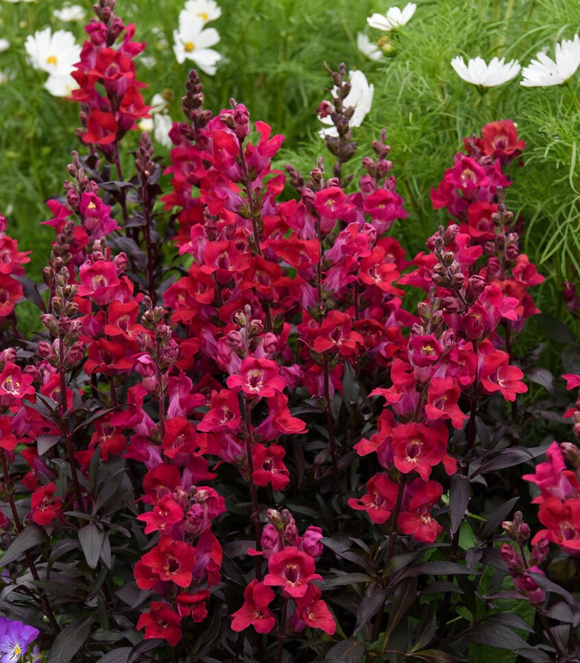 Mini Cherry Cola Snapdragon Seeds, Black Foliage, Gothic Garden, Antirrhinum AN5225