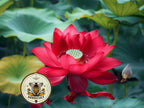 Red Sacred Lotus Bonsai Seeds, Nelumbo Nucifera, For growing in Pond or Water Bowl NE8106